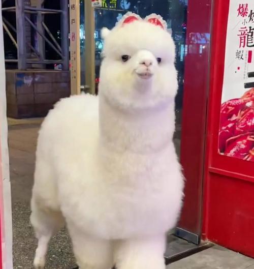 羊驼遇到水坑会有何反应？