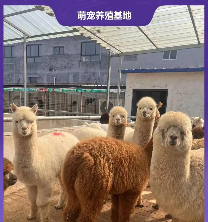 植物园如何养殖孔雀羊驼？
