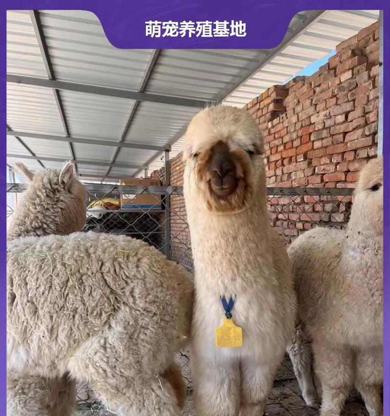 植物园如何养殖孔雀羊驼？