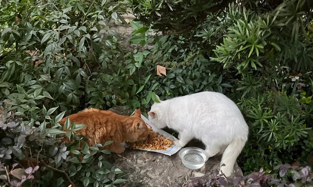 街猫的投喂粮食是如何准备的？投喂街猫需要注意什么？