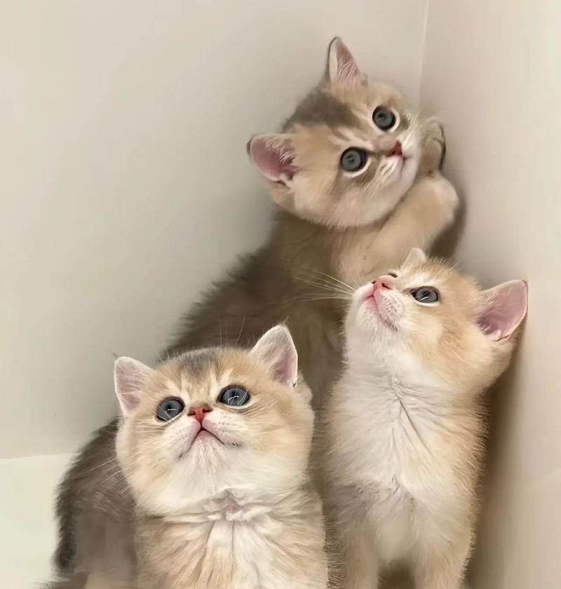 小猫食用加水猫粮会有哪些影响？