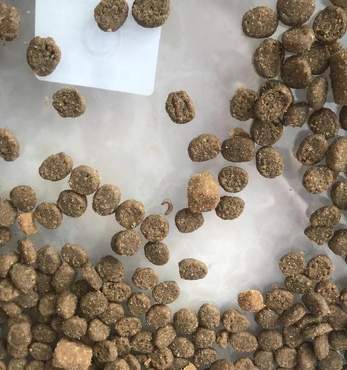 进口猫粮发现尸虫怎么处理？如何避免？