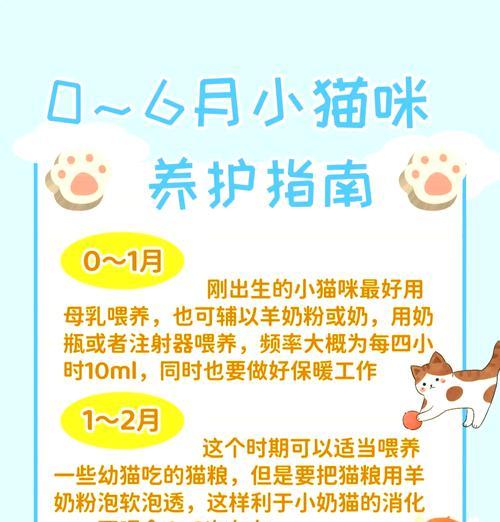 六月龄猫咪快速成长的饮食建议？