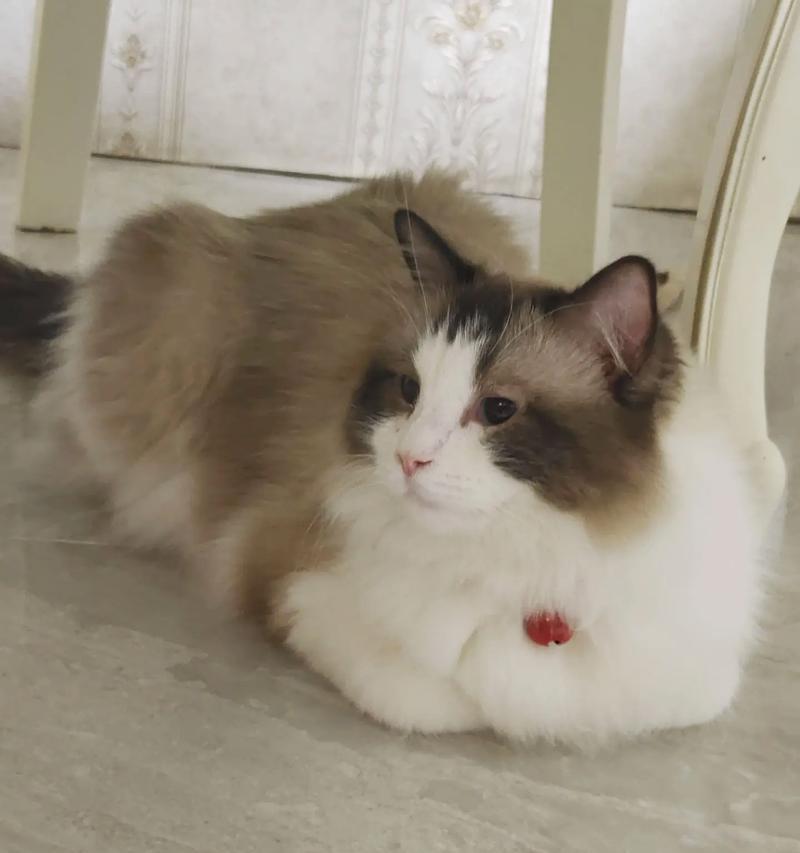 猫条混入猫粮会怎样？对猫咪有影响吗？