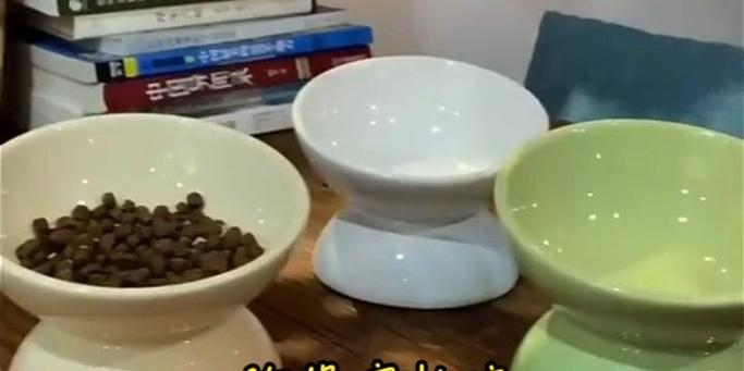 猫碗中发现蟑螂怎么办？如何预防猫粮被污染？