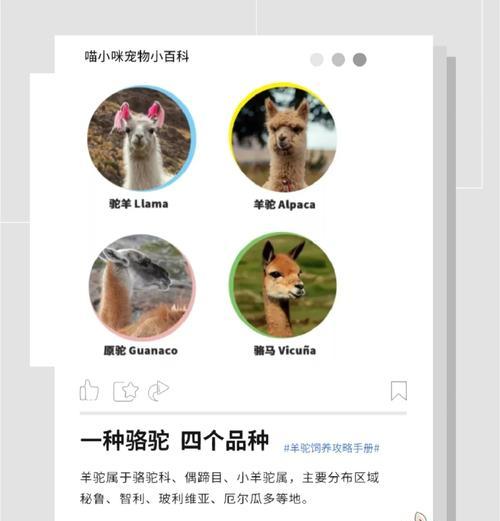 羊驼底座怎么封口好看？有哪些美观的封口方法？