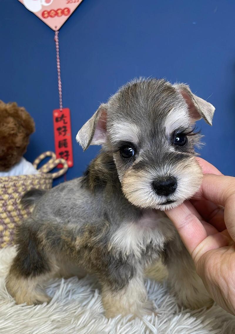 极品雪纳瑞幼犬的价格范围是多少？