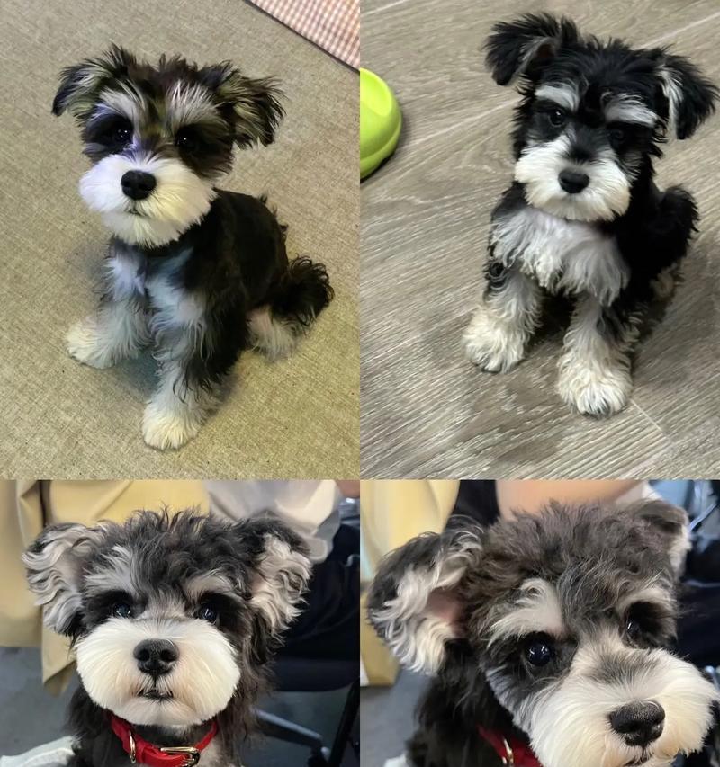 极品雪纳瑞幼犬的价格范围是多少？