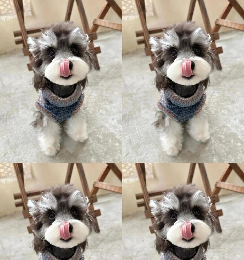 极品雪纳瑞幼犬的价格范围是多少？