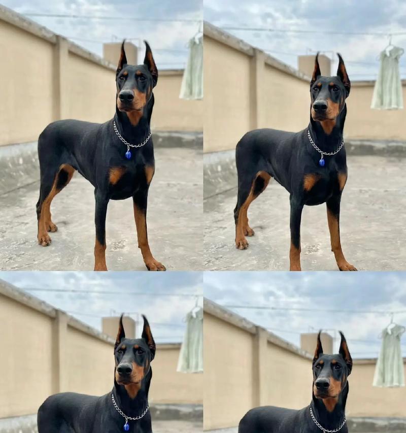 杜宾犬幼犬时期应该吃什么狗粮？哪种狗粮最适合？