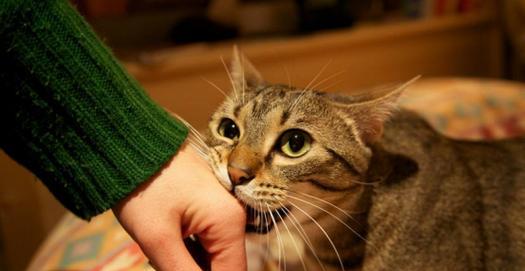 猫咪抓人后断粮的原因是什么？如何处理这种情况？
