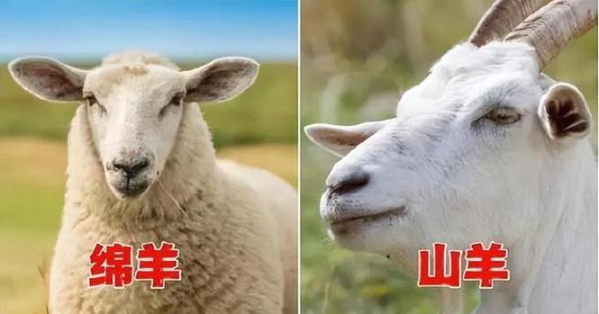 羊驼对秸秆的偏好背后有何原因？