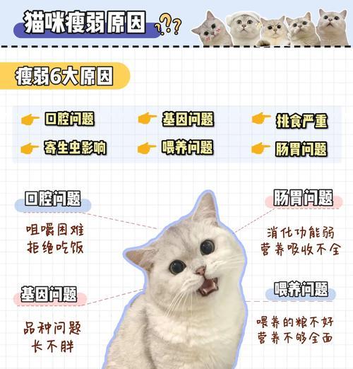 猫只吃猫粮但是却很胖怎么办？如何调整猫咪的饮食结构？