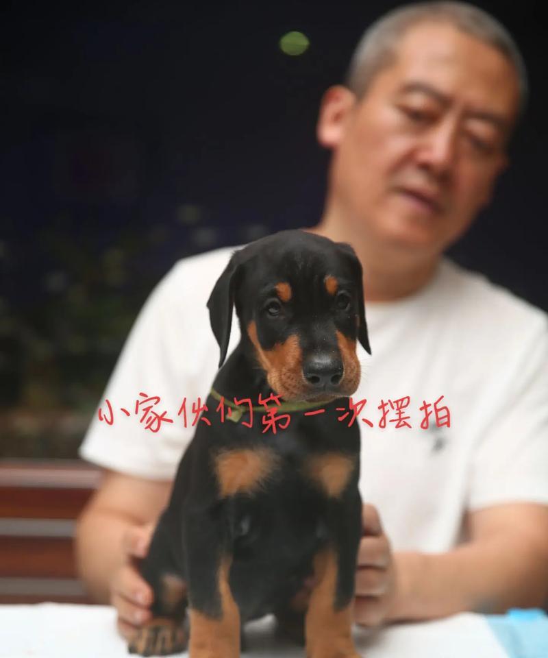 四个月杜宾犬的狗粮选择有哪些？哪种更适合？