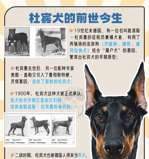 四个月杜宾犬的狗粮选择有哪些？哪种更适合？