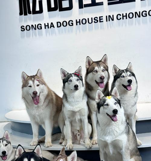 哈士奇与军犬相遇会有什么后果？
