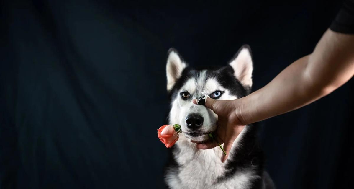 哈士奇与军犬相遇会有什么后果？