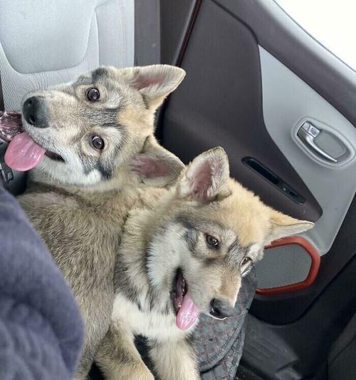哈士奇与军犬相遇会有什么后果？