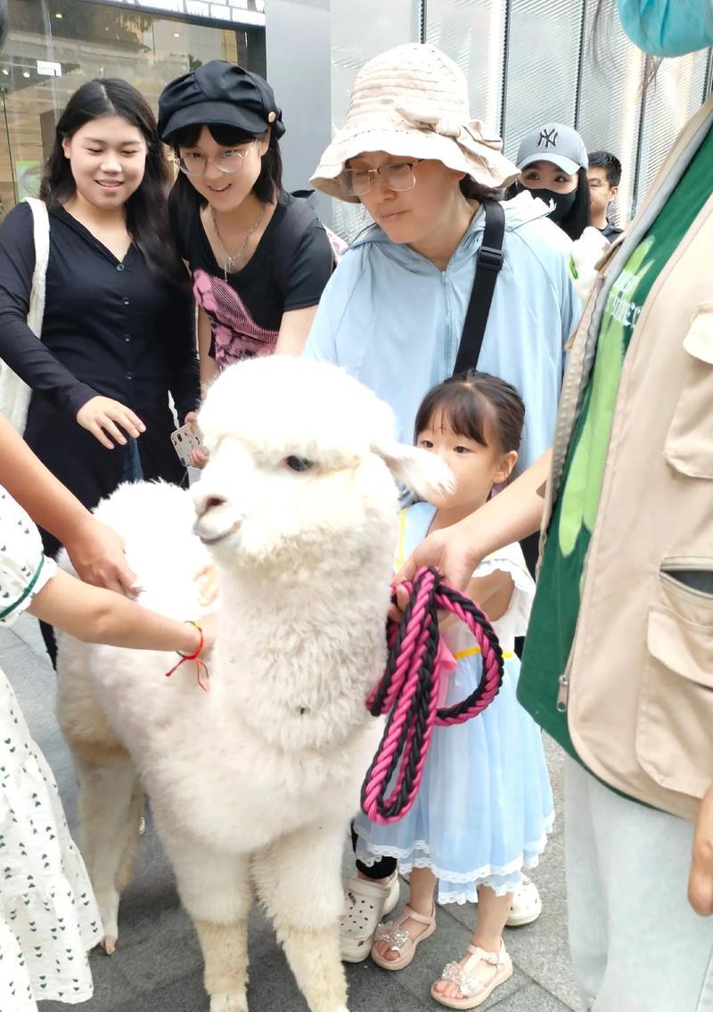 孩子们为何喜欢羊驼？它们的吸引力在哪里？