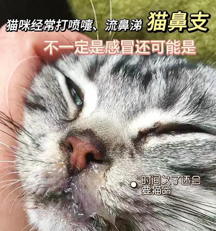 猫咪吃猫粮流鼻涕是为何？是否与猫粮有关？
