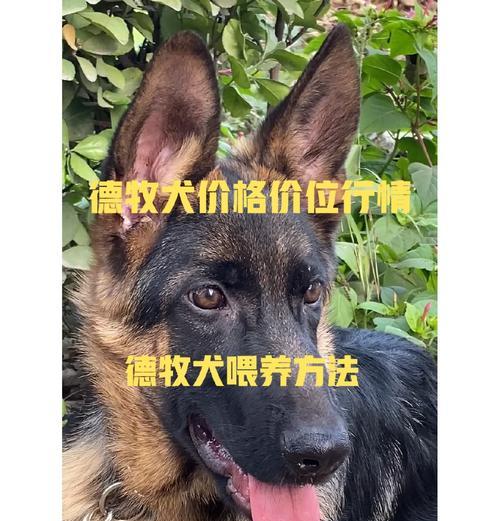 隆昌德牧幼犬的售价是多少？购买时应如何挑选？