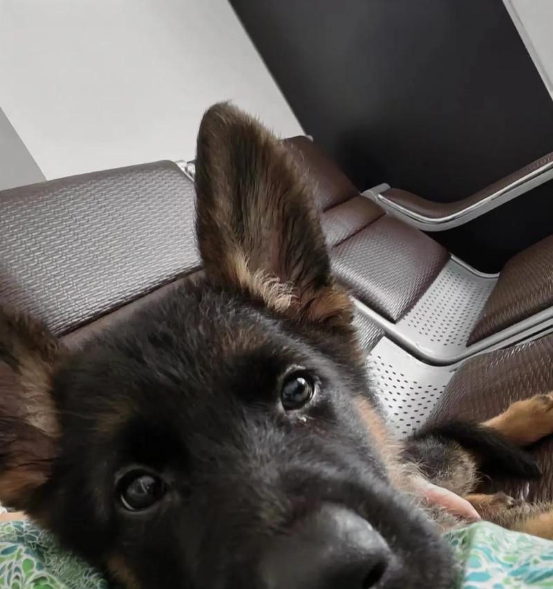 隆昌德牧幼犬的售价是多少？购买时应如何挑选？