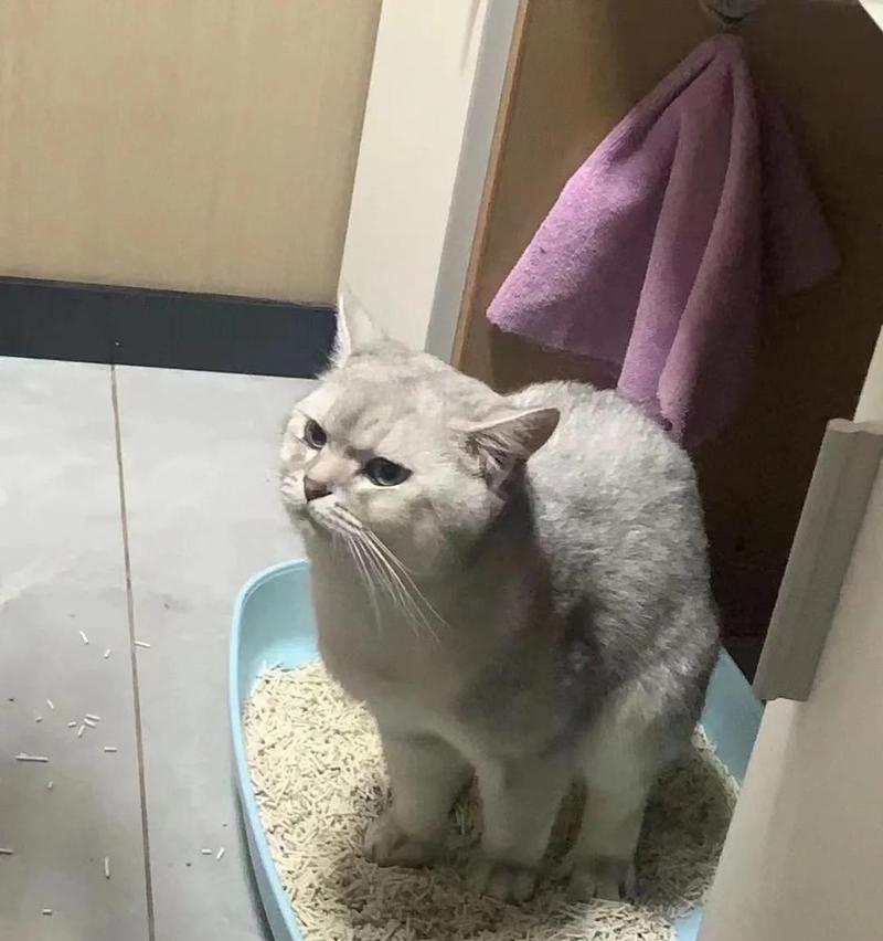 猫咪吃猫粮粘嘴是正常现象吗？