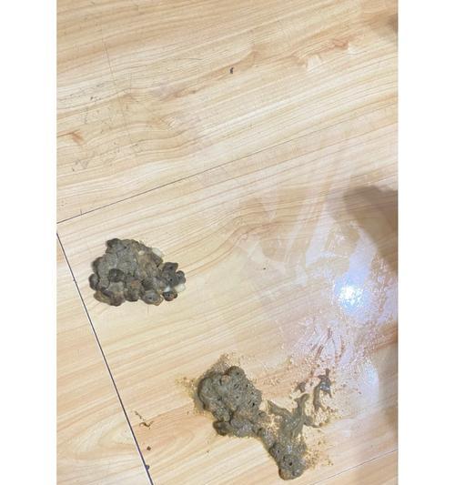 幼猫吃成猫粮为什么会呕吐？这是正常现象吗？