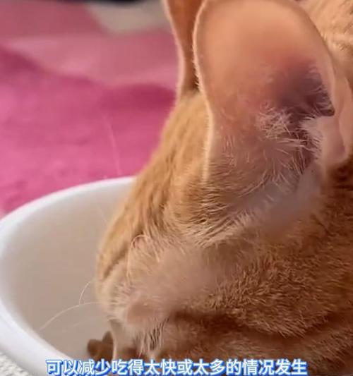 幼猫吃成猫粮为什么会呕吐？这是正常现象吗？