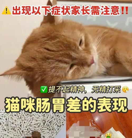 湿猫粮中添加了什么会导致猫咪拉稀？如何避免这种情况？