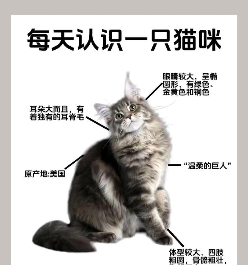 缅因为什么扒拉猫粮？扒拉猫粮的行为背后隐藏什么？