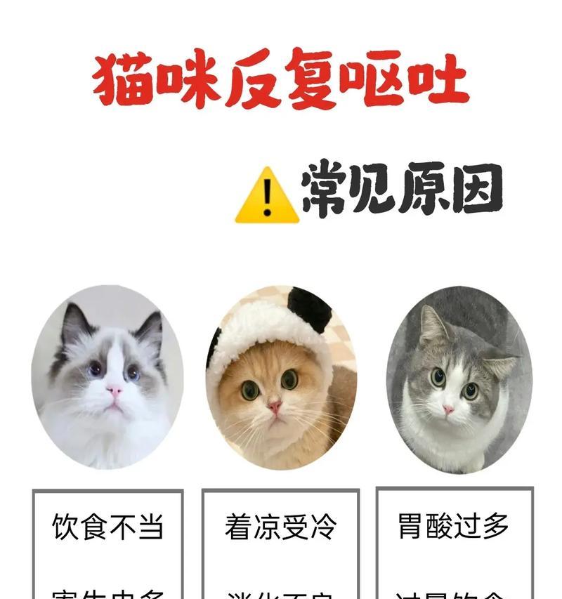 猫咪吃得少却呕吐是什么原因？如何预防和处理？