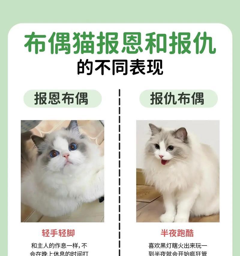 布偶猫吐粮无精打采怎么回事？可能的原因有哪些？