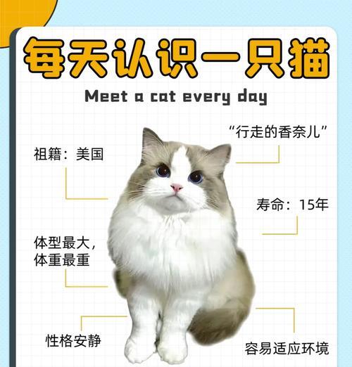 布偶猫吐粮无精打采怎么回事？可能的原因有哪些？