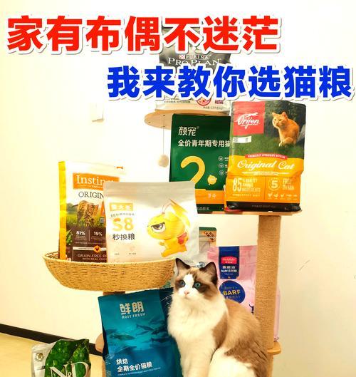 布偶猫长毛长肉应该喂哪种猫粮？如何制定合理的喂食计划？