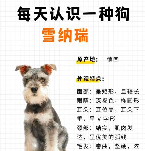 雪纳瑞的价格是多少？购买时应该注意什么？