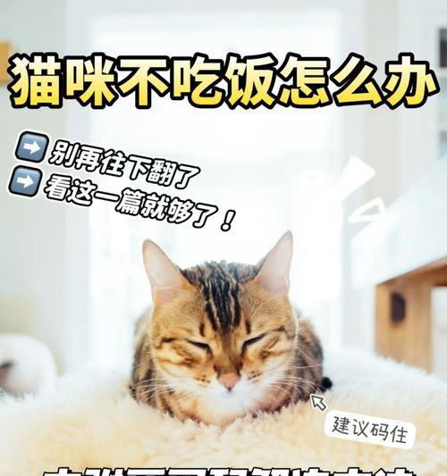 猫咪突然没胃口不吃饭是怎么回事？有哪些可能的原因？