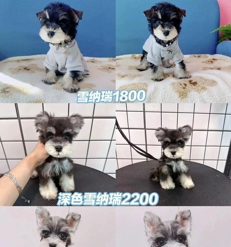 雪纳瑞的市场价是多少？