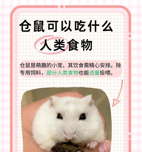 宠物老鼠的正确饮食是什么？