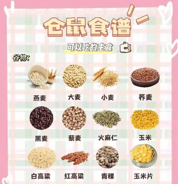 宠物老鼠的正确饮食是什么？