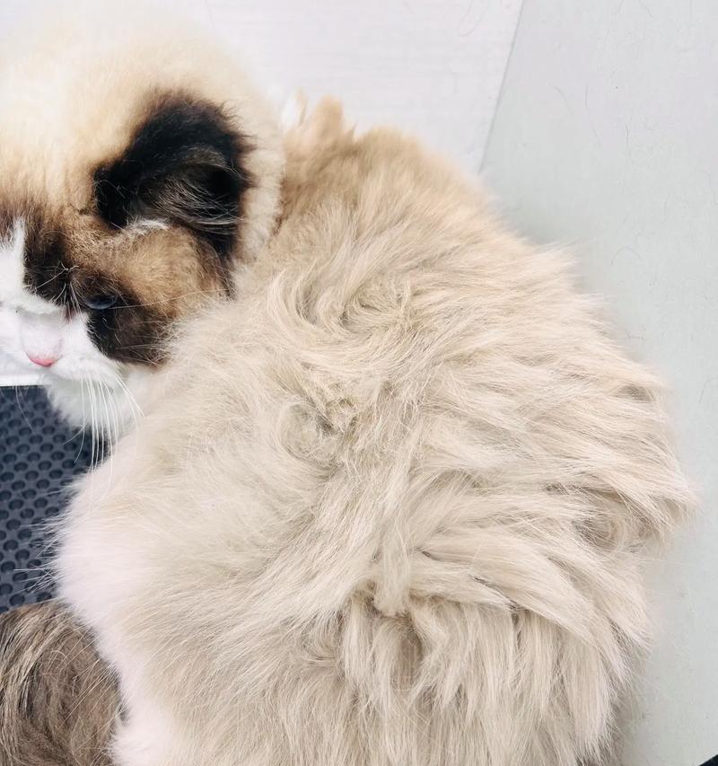 布偶猫脱毛现象严重，这是正常现象吗？