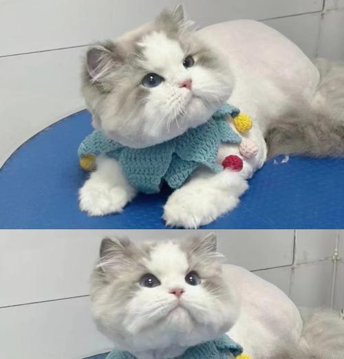 布偶猫脱毛现象严重，这是正常现象吗？