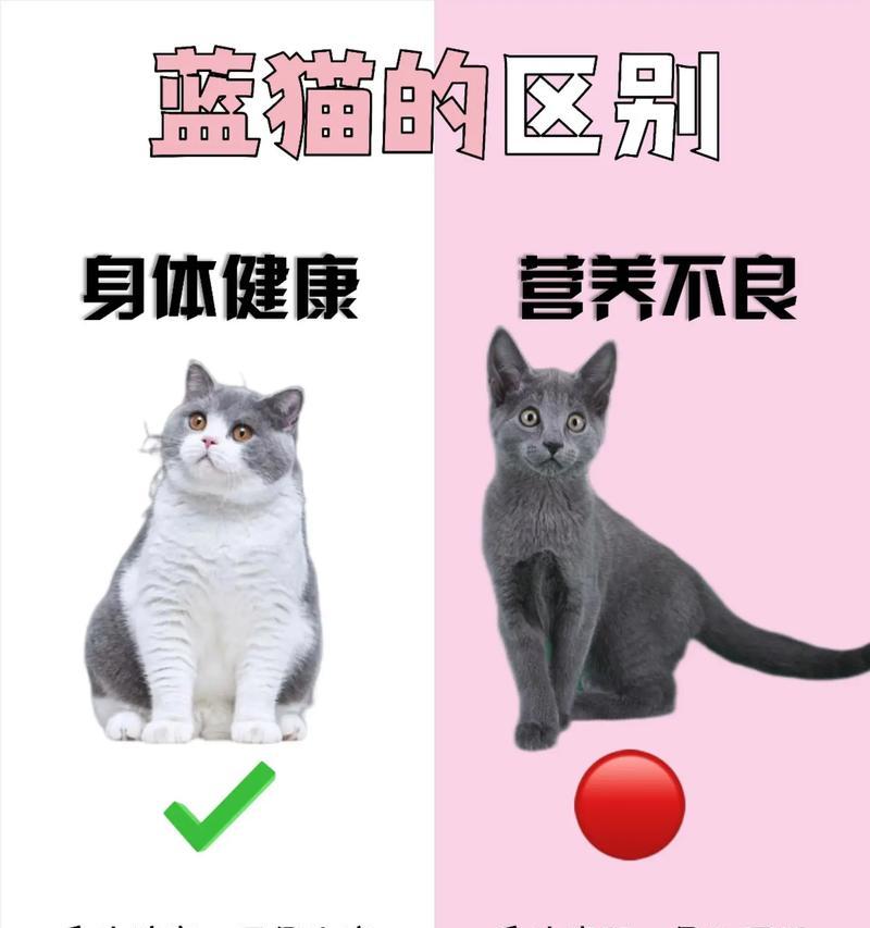 蓝猫都吃猫粮怎么办啊？如何调整饮食习惯？