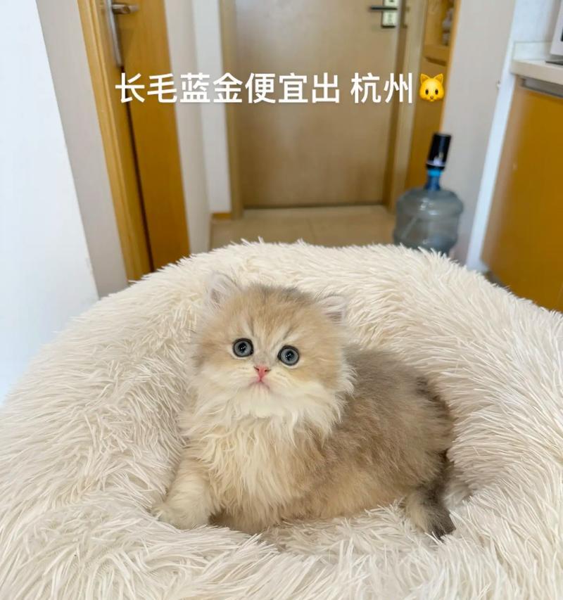 两个月大的蓝金猫粮选择标准是什么？