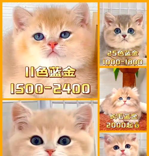 两个月大的蓝金猫粮选择标准是什么？