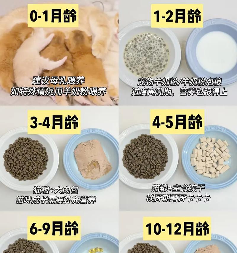成年幼崽猫粮的正确喂养方法是什么？喂食时应注意哪些问题？