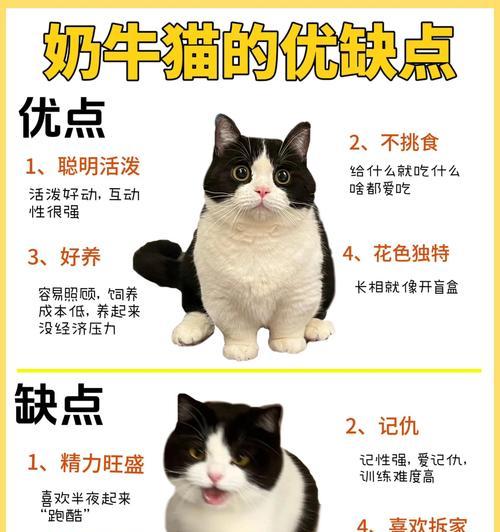 奶牛猫带猫粮是否合适？如何判断猫粮是否适合奶牛猫？