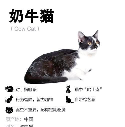 奶牛猫带猫粮是否合适？如何判断猫粮是否适合奶牛猫？