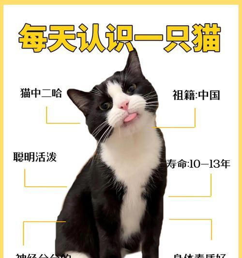 奶牛猫带猫粮是否合适？如何判断猫粮是否适合奶牛猫？