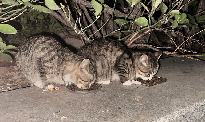 幼猫不吃猫粮一直呼噜怎么回事？是否需要看兽医？